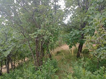 Bağ evlərinin satışı: Yardımlı, 120 kv. m, 4 otaqlı, Hovuzsuz, Qaz, İşıq -da lalafo.az — 5 Bağ evlərinin satışı: Yardımlı, 120 kv. m, 4 otaqlı, Hovuzsuz, Qaz, İşıq — 5