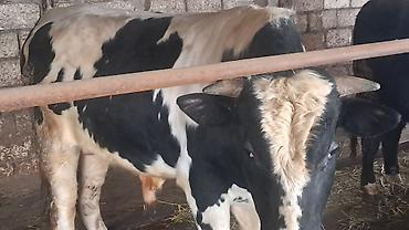 Inəklər, öküzlər: Iki baş cənginə satılır arpa və buğda yemi ilə bəslənib ikisində 460kq — 9