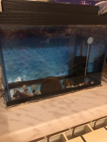 akvarium 120 cm: Аквариум 10 литров + помпа фильтр +3 рыбки тернеции в подарок