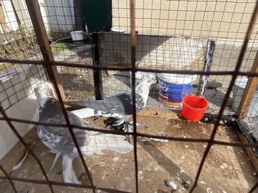 Другие с/х животные: Породные голуби с «чубом» и мощным зобом (дутыши/крякуны), окраска — 23