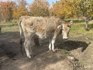 кошка город ош: Сатам | Уй (ургаачы), Музоо | Бордоп семиртүү үчүн, Көбөйтүү үчүн, Сүт алуу үчүн