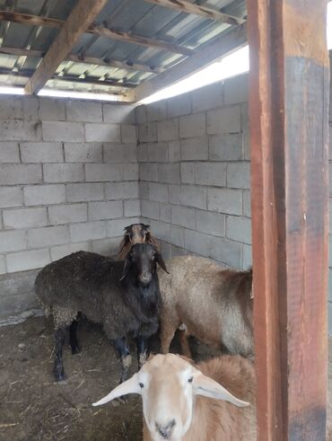 Баран, овца: Продаю | Баран (самец) | Арашан | Для разведения | Осеменитель — 13