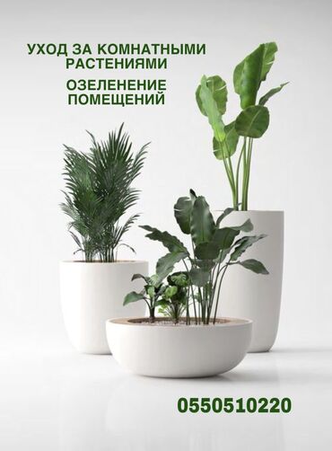 комнатные растение: Уход за комнатными растениями у вас дома или в помещении много