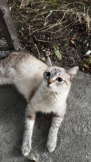 няня для кошек: Отдам котят в добрые руки 🤍 — 2