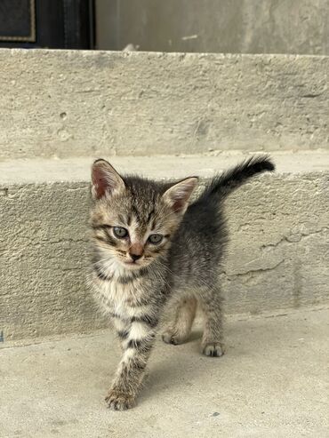 Pişiklər: Türk anqora -da lalafo.az — 20 Pişiklər: Türk anqora — 20