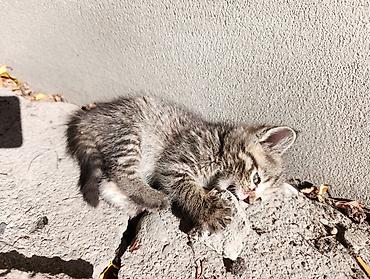 ххх девочка: Кошка даром: Беспородная, Мальчик — 4