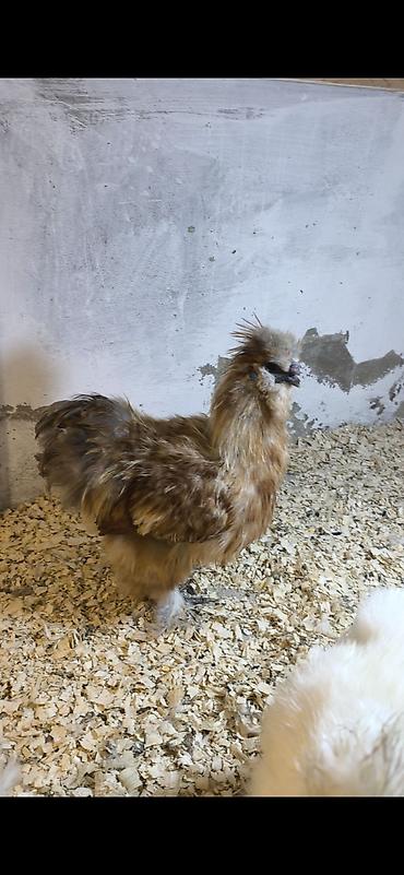 ceşka 2 3 kompressor: Ponpon xoruz. 6 aylıqdı bana düşüb. təcili satılır. qiymət sondur — 1