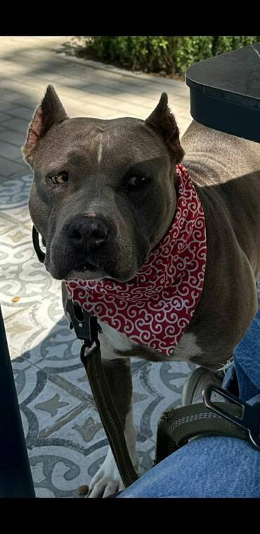 İtlər: Staffordşir bulterier, 2 il, Dişi, Peyvəndli -da lalafo.az — 9 İtlər: Staffordşir bulterier, 2 il, Dişi, Peyvəndli — 9