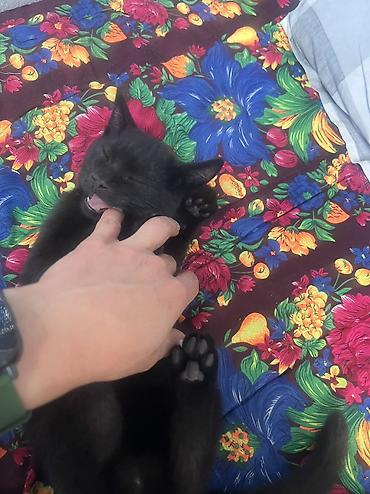 Животные: 🐾 Котята ищут добрые и любящие руки! 🐾 Отдаем очаровательных котят в — 10