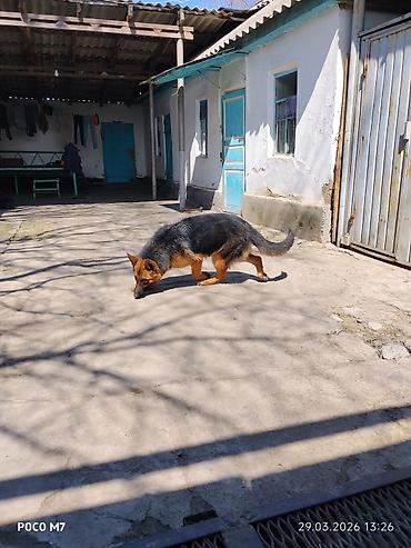 Продажа собак: Немецкая овчарка - Порода: немецкая овчарка (чёрно-рыжий окрас — 12