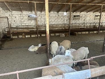 Kommersiya daşınmaz əmlakının satışı: Ferma/Sağmal təsərrüfatı sahəsi - Geniş həyətyanı ərazi və açıq sahə — 32
