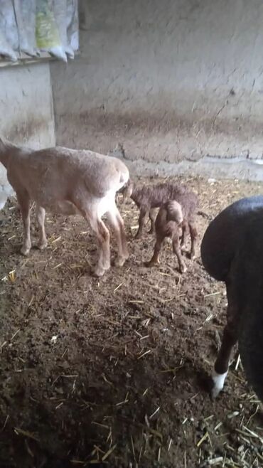 баран матка: 1 овца с двумья ягненками двойняшки