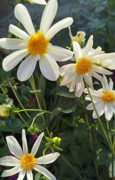 я ищу работу няня: Воспитатели