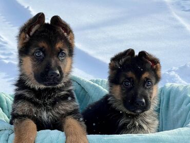 benetton jakne za pse: Slatki štenci njemačkog ovčara spremni su sada Svi štenci imaju