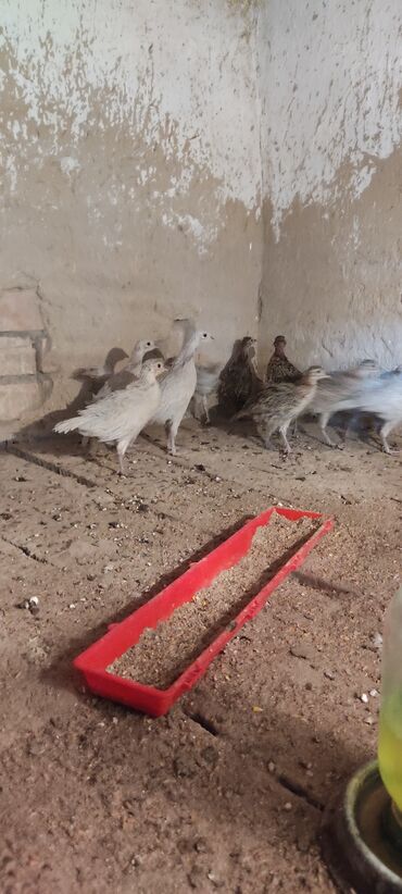 охотничая сабака: Продаются пепельные и охотничьи фазанята общее количество 14 голов