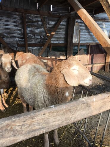 Баран, овца: Продаю 4 кочкорика at lalafo.kg — 6 Баран, овца: Продаю 4 кочкорика — 6