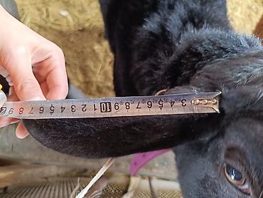 Баран, овца: Продаю | Баран (самец) | Для разведения | Осеменитель — 11