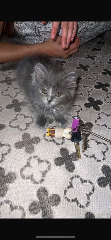 кошка кот: 3 месяца, Девочка