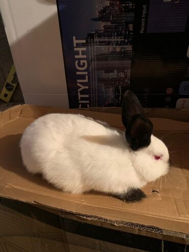 калифорния кролик: Кролик декоративный (тип окраса напоминает