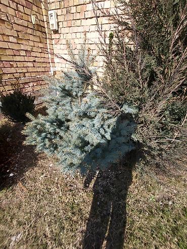 Декоративные деревья: Саженцы деревьев: Ели — 2