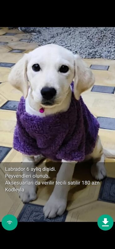 İtlər: 3 ay, Dişi, Peyvəndli — 18