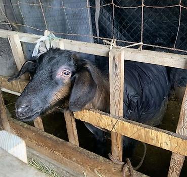 Козы, козлы: Продаю | Коза (самка) | Полукровка | Для разведения | Котные — 9