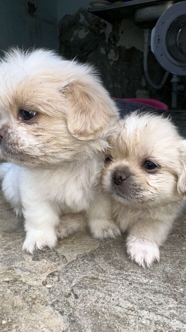 cib itleri: Pekines, 2 ay, Erkek, Ünvandan götürmə, Ödənişli çatdırılma