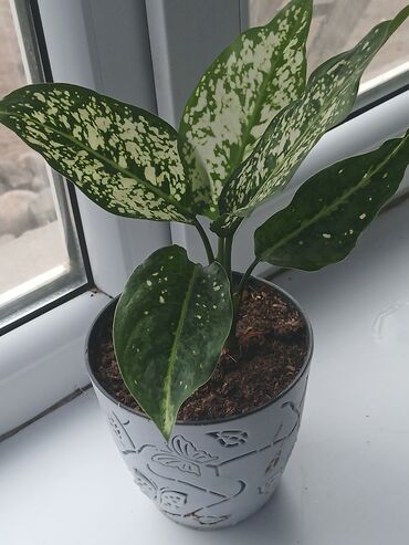 цветы сделаны из бисера: Аглонема 250сом