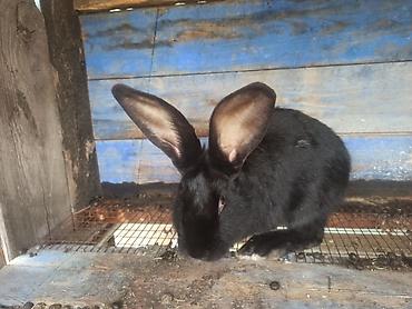 Кролики: Продаю | Кролик самец at lalafo.kg — 4 Кролики: Продаю | Кролик самец — 4