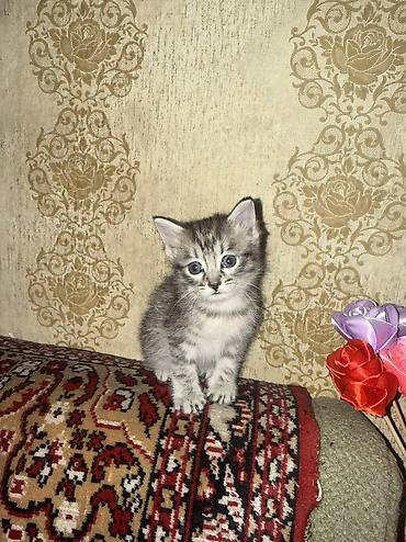 Продажа кошек: 2 месяца, Мальчик, Серый — 2