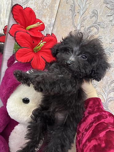 İtlər: Pudel, 3 ay, Erkek, Sənədli, Ünvandan götürmə, Ödənişli çatdırılma — 7