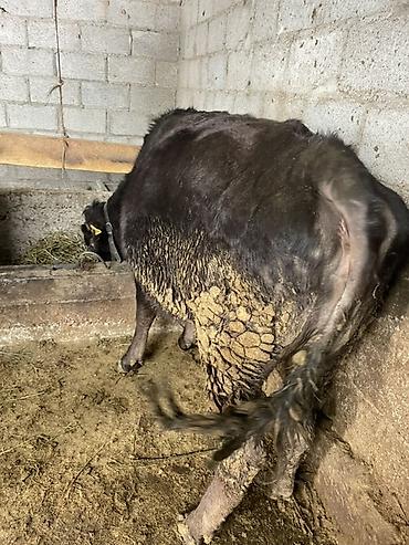 Коровы, быки: Продаю | Корова (самка) | На откорм, На забой, Для разведения — 8