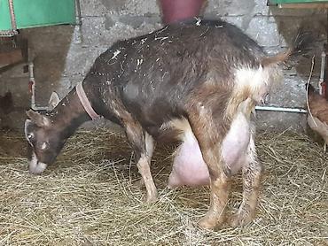 Keçilər, çəpişlər: Südlük keçilər – sağlam, məhsuldar sürü Salam şəkillərdə görünən — 8