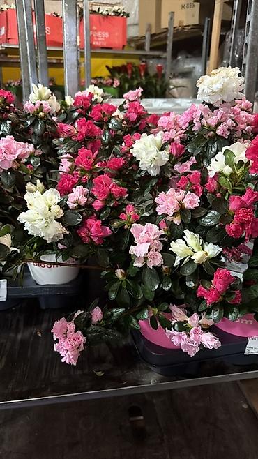 Герани и пеларгонии: Комнатные цветы в горшках — ассортименты расцветок - Цикламен — 20