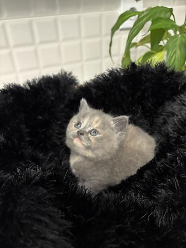 Pişiklər: Britan — 9