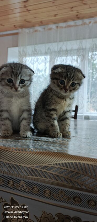 Pişiklər: Şotland yastı qulaq — 2