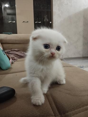 Кошки: Шотландская вислоухая — 3