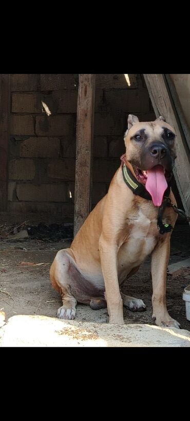 İtlər: Pitbul, 7 ay, Erkek, Ödənişli çatdırılma — 8