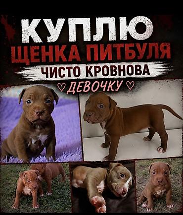 собаки сокулук: Ищу: щенка питбуля, чистокровного, девочку. Предпочтения по щенку: - — 1