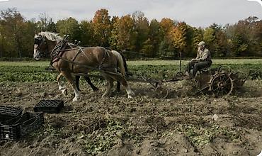 грузчик сокулук: Эртенкиге ат-соко керек картошка казганы 3 соток срочно — 1