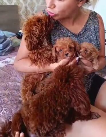 İtlər: Pudel, 3 ay, Erkek, Peyvəndli, Ünvandan götürmə — 17