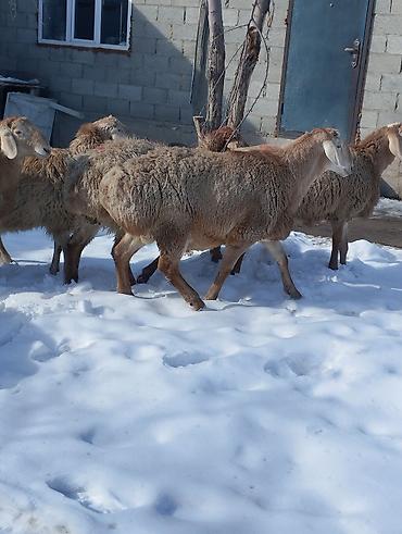 Бараны, овцы: Продаю | Овца (самка) | Для разведения | Матка — 6