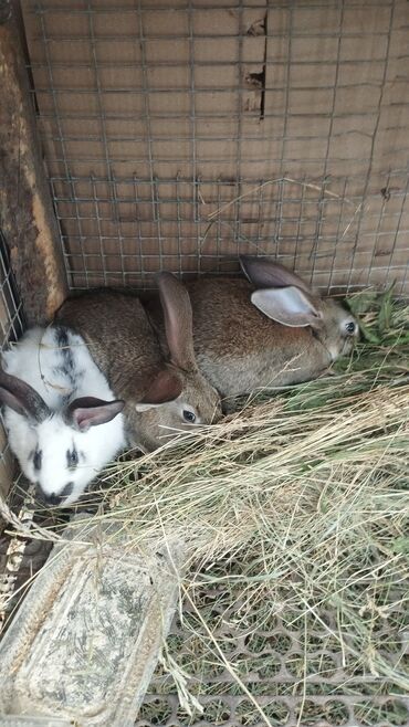 продаю осла: Продаю кроликов им 2 месяца есть два кролика породы серый великан и