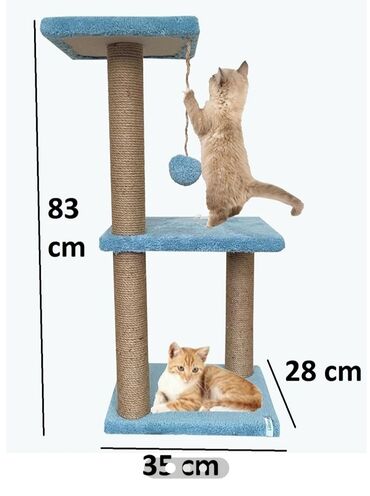 Pişiklər: Erkək, Dişi -da lalafo.az — 25 Pişiklər: Erkək, Dişi — 25