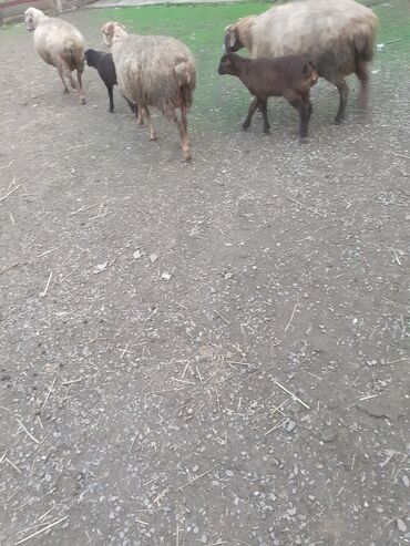 Qoyunlar, qoçlar: 3 də erkəyi balaldı ciddi şəxslər narahat eləsin — 2