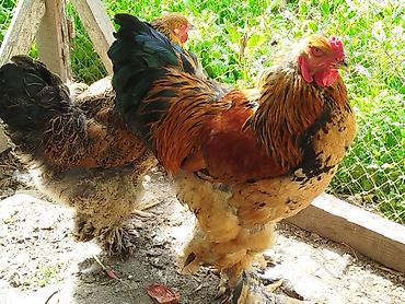 Brahma Gold təmiz cins xoruz verə cütlüyü satılır yumurtaya düşüb real lalafo.az -da Brahma Gold təmiz cins xoruz verə cütlüyü satılır yumurtaya düşüb real
