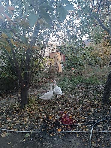 Həyət evləri və villaların satışı: 8 otaq, 90 kv. m, Orta təmir — 11