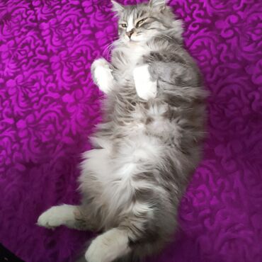 кошка сфинкс с шерстью: Кошка даром: Сибирская, Девочка