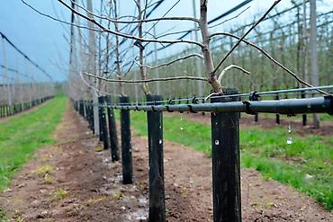 Капельный полив: Капельная трубка с эмиттерами диаметр трубки: 16 мм;· длина бухт — — 9