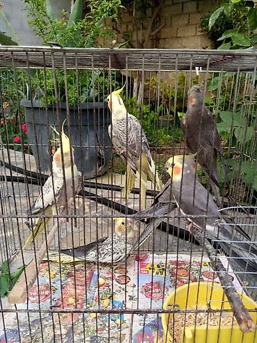 Yuvalar: Korella qəfəs yuva munasib qiymete -da lalafo.az — 2 Yuvalar: Korella qəfəs yuva munasib qiymete — 2